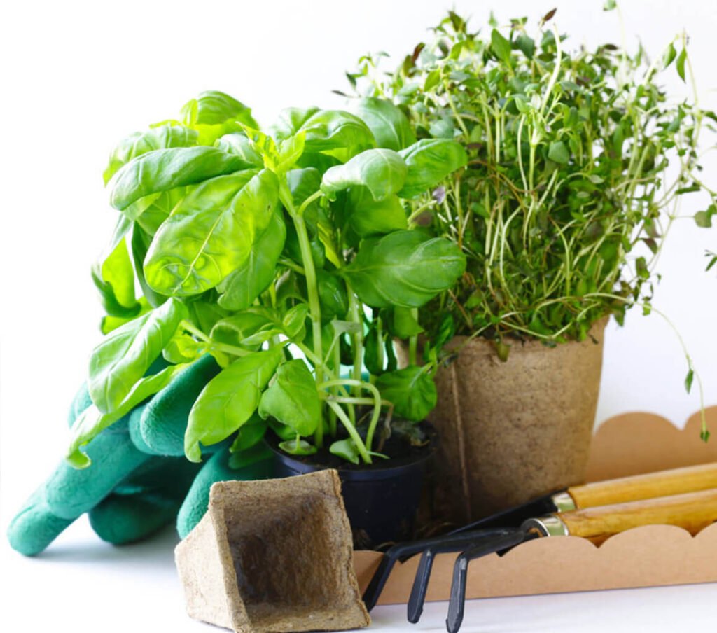 Home Gardening P2xzhy4.jpg